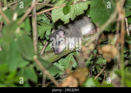 Loir comestible (Glis glis) à l'intérieur d'un buisson à Othe, France. Banque D'Images