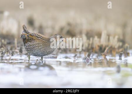 Crabe taché (Porzana porzana) avec le marais comme fond. Banque D'Images