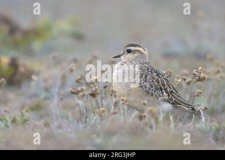 Dotterel eurasien (Charadrius morinellus) juvénile, avec la végétation des dunes comme arrière-plan. Banque D'Images