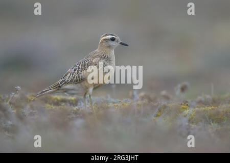 Dotterel eurasien (Charadrius morinellus) juvénile, avec la végétation des dunes comme arrière-plan. Banque D'Images