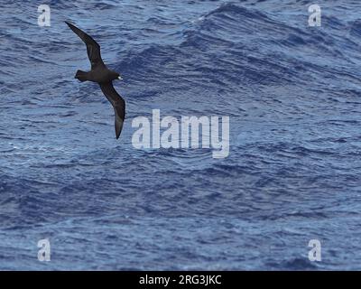 Pétrel noir (Procellaria parkinsoni) En vol au-dessus de la mer dans l'océan Pacifique (Polynésie orientale) Banque D'Images