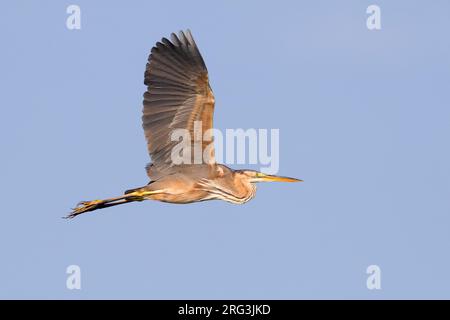 Héron violet (Ardea purpurea), vue latérale d'une immature en vol, Campanie, Italie Banque D'Images