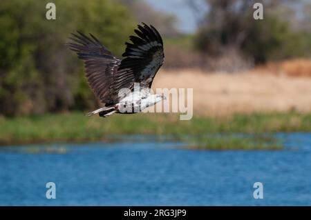 Un jeune aigle africain, Haliaeetus chvocifer, en vol.Delta d'Okavango, Botswana. Banque D'Images