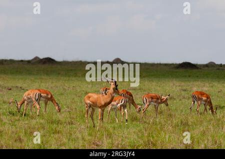 Un homme dominant, l'impala, Aepyceros melampus, avec son harem.Réserve nationale de Masai Mara, Kenya. Banque D'Images