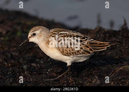 Petit stint (Calidris minuta) oiseau juvénile sur un banc d'algues en Finlande Banque D'Images