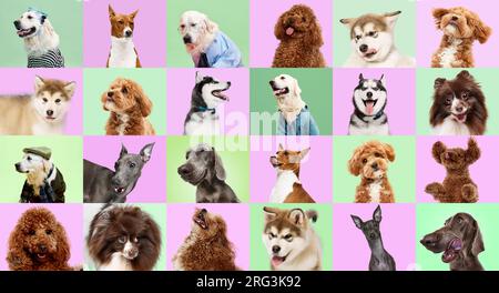 Collage de plusieurs chiens Headshot sur fond multicolore lumineux. Banque D'Images