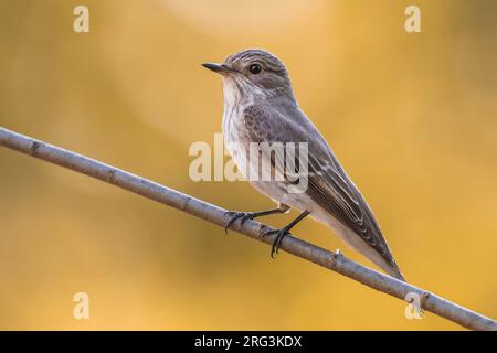 Moucherolle tacheté (Muscicapa striata) mâle perché sur une branche Banque D'Images