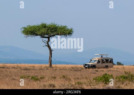 Un véhicule de safari touristique sur une route de jeu dans la savane de Masai Mara.Réserve nationale de Masai Mara, Kenya. Banque D'Images