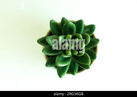 Vue de dessus différents types de cactus sur fond isolé blanc. Différents types de feuilles de cactus.concept de fond de présentation d'entreprise de plante de cactus Banque D'Images