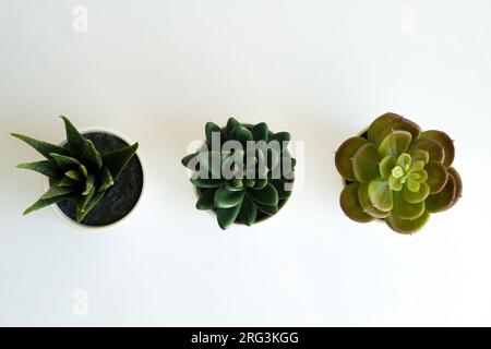 Vue de dessus différents types de cactus sur fond isolé blanc. Différents types de feuilles de cactus.concept de fond de présentation d'entreprise de plante de cactus Banque D'Images