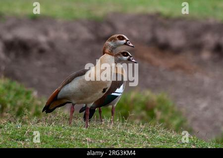 Une paire d'oies égyptiennes, Alopochen aegyptiacus.Réserve nationale de Masai Mara, Kenya. Banque D'Images