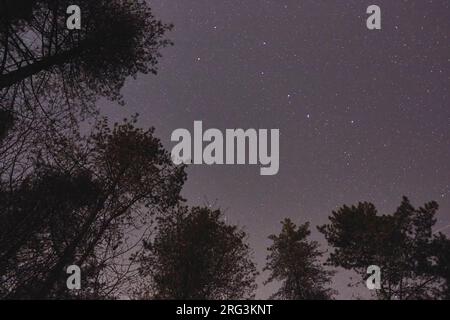 Le ciel nocturne vu au-dessus des arbres d'une forêt, dans les collines Haldon, près d'Exeter, Devon, Grande-Bretagne. Banque D'Images