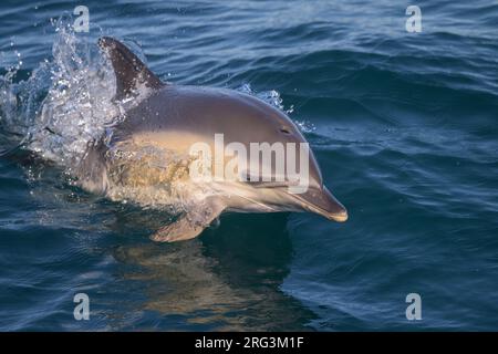 Dauphin commun (Delphinus delphis) nageant, sur le point de sauter, avec la mer comme toile de fond. Banque D'Images