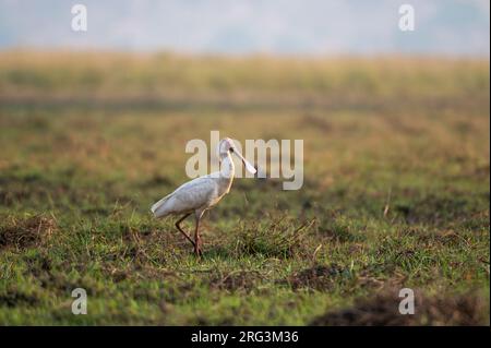 Une cuillerée africaine, Platalea alba, marchant sur une plaine herbeuse.Parc national de Chobe, Botswana. Banque D'Images