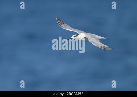 Sterne sandwich (Thalasseus sandvicensis) volant, avec la mer comme fond. Banque D'Images