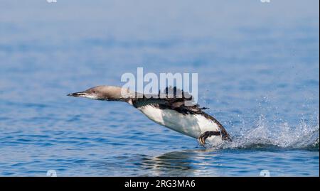 Plongeon arctique Gavia arctica - Prachttaucher - ssp. arctica, Allemagne adultes en mue, Banque D'Images