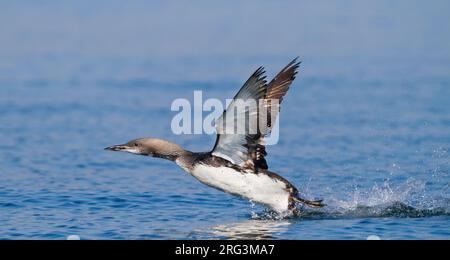 Plongeon arctique Gavia arctica - Prachttaucher - ssp. arctica, Allemagne adultes en mue, Banque D'Images