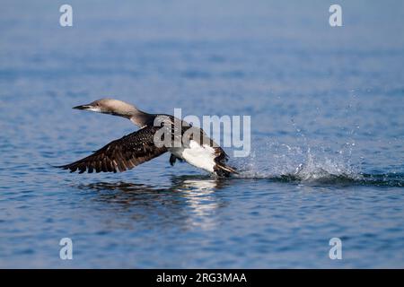 Plongeon arctique Gavia arctica - Prachttaucher - ssp. arctica, Allemagne adultes en mue, Banque D'Images