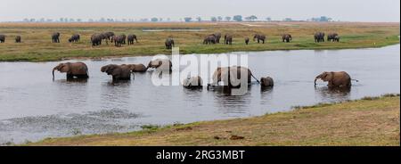 Un troupeau d'éléphants d'Afrique, Loxodonta africana, en train de boire.Parc national de Chobe, Botswana. Banque D'Images