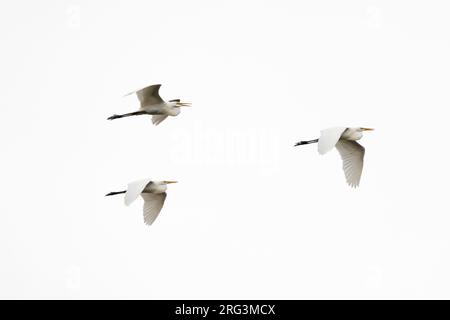 Trois grands aigrettes, Ardea alba, en vol au-dessus de Pantanal.Pantanal, Mato Grosso, Brésil Banque D'Images