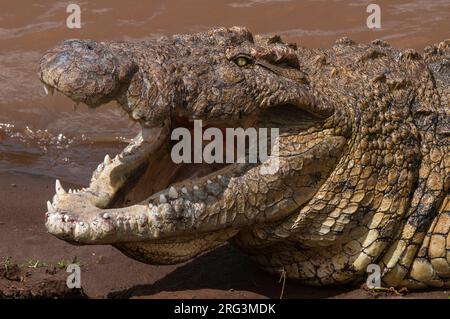 Gros plan d'un crocodile du Nil, Crocodilus niloticus, avec sa bouche ouverte pour l'aider à refroidir.Rivière Mara, réserve nationale de Masai Mara, Kenya. Banque D'Images