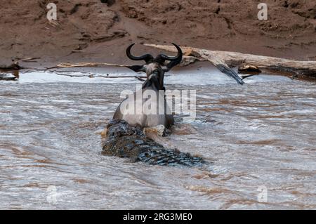 Un crocodile du Nil, Crocodilus niloticus, attaquant un faneur, Connochaetes taurinus, traversant la rivière Mara.Rivière Mara, réserve nationale de Masai Mara Banque D'Images