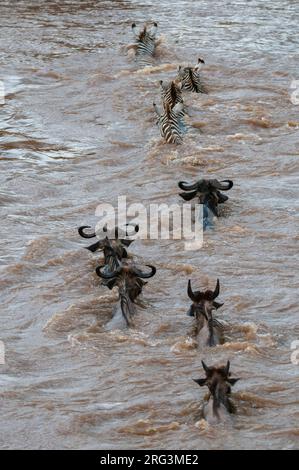 Des wildebeests en migration, Connochaetes taurinus, et des zèbres des plaines, Equus quagga, traversant la rivière Mara.Rivière Mara, réserve nationale de Masai Mara, Kenya Banque D'Images