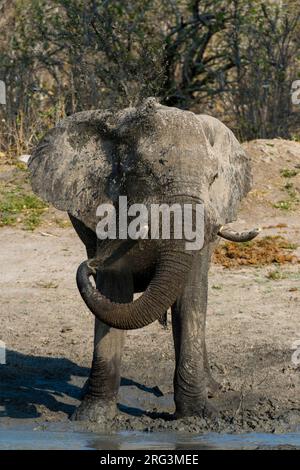 Portrait d'un éléphant d'Afrique, Loxodonta africana, qui se coud dans un trou d'eau.Savute Marsh, parc national de Chobe, Botswana. Banque D'Images