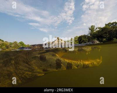 Gros plan portrait sous-marin d'un caiman jacare, Caiman yacare, dans le Rio Claro.Rio Claro, Pantanal, Mato Grosso, Brésil Banque D'Images