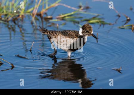 Portrait d'un jeune forgeron lapwing, ou pluvier forgeron, Vanellus armatus, marchant dans l'eau.Savute Marsh, parc national de Chobe, Botswana. Banque D'Images