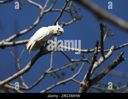 Cacatua sulphurea parvula (Timor Critically Three Cockatoo à crête jaune), ou Cockatoo à crête de soufre inférieure, perché dans un arbre sur l'îlan de Komodo Banque D'Images