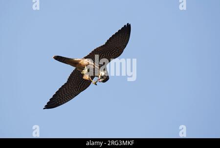 Eurasian Hobby, Falco subbuteo, juvénile à Vestamager, Danemark Banque D'Images