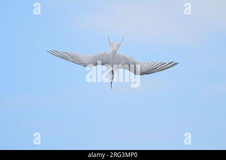 Sterne sandwich (Thalasseus sandvicensis), sur le point de plonger, avec le ciel bleu et les nuages comme fond. Banque D'Images