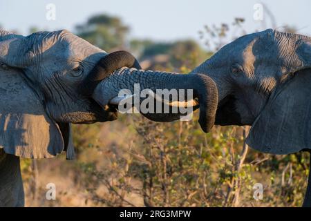 Deux éléphants d'Afrique, Loxodonta africana, qui scintent.Delta d'Okavango, Botswana. Banque D'Images