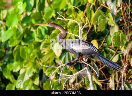 Anhinga (Anhinga anhinga) dans le parc national de Manu, Amazonas, Pérou. Également connu sous le nom de Snakebird ou de dard américain. Banque D'Images