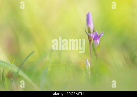 Chiltern Gentian, Gentianella germanica Banque D'Images