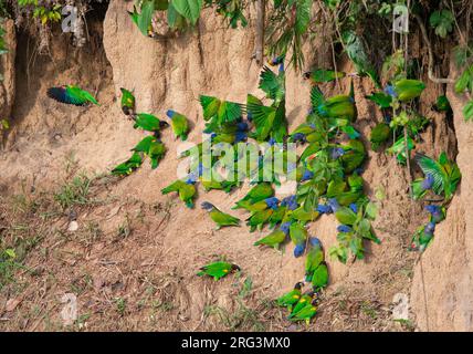 Perroquets à tête bleue (Pionus menstruus) dans un méné d'argile du parc national de Manu, Amazonie Pérou. Banque D'Images