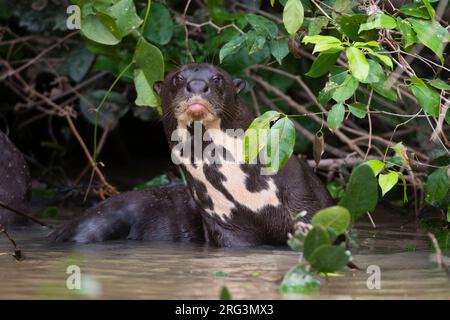 Une loutre géante, Pteronura brasiliensis, repose dans une rivière.Mato Grosso do Sul, Brésil. Banque D'Images