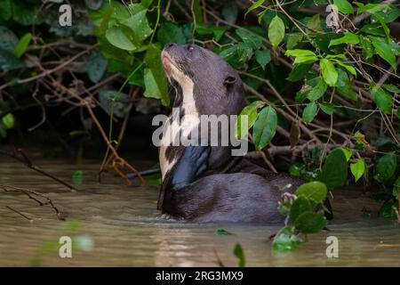 Une loutre géante, Pteronura brasiliensis, se reposant dans un fleuve Mato Grosso do Sul State, Brésil. Banque D'Images