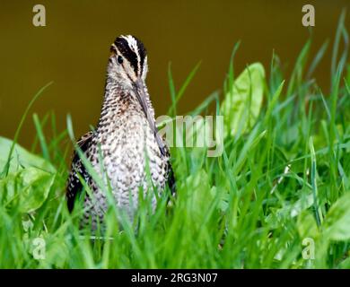 Apprivoiser le premier hiver la Grande Snipe (Gallinago media) en plein air dans la zone urbaine de Den Burg sur Texel, une île néerlandaise des Wadden, pendant la migration d'automne. Banque D'Images