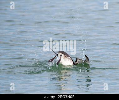 guillemot à guillemot commun (Uria aalge) en plumage d'hiver en mer du Nord à Scheveningen, pays-Bas. Également connu sous le nom de Guillemot marmette. Banque D'Images