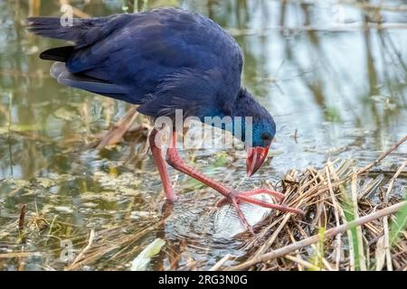 Swamphen occidental adulte (Porphyrio porphyrio) mangeant un poisson mort dans le delta de l'Èbre, Tarragone, Espagne. Banque D'Images