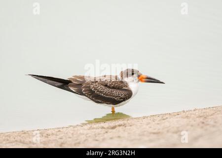 Immature, écumoire noire (Rynchops niger) située dans des eaux peu profondes, dans un lagon côtier, Lima, Pérou. Banque D'Images