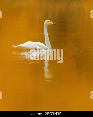 Whooper Swan, Cygnus cygnus, durant la migration d'automne dans l'arctique de la Norvège. Natation sur un lac. Banque D'Images