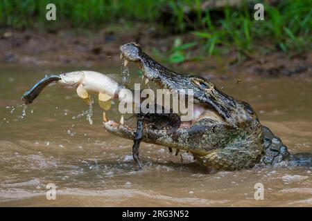 Un yacare caiman (Caiman crocodylus yacare), prenant un poisson tigre (Hoplias malabaricus), attrapant un poisson.Rio Negrinho, Pantanal, Mato Grosso, Brésil. Banque D'Images