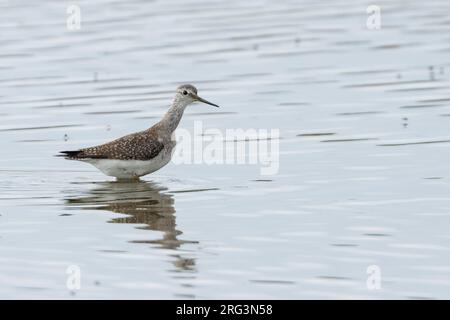 Lesser Yellowleg, Kleine Geelpootruiter, Tringa flavipes, Grande-Bretagne, adulte Banque D'Images