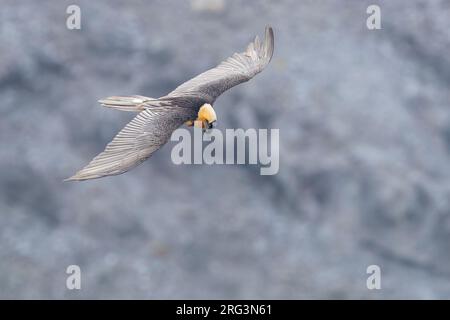 Vautour barbu (Gypaetus barbatus), adulte en vol vu d'en haut, Trentin-Haut-Adige, Italie Banque D'Images