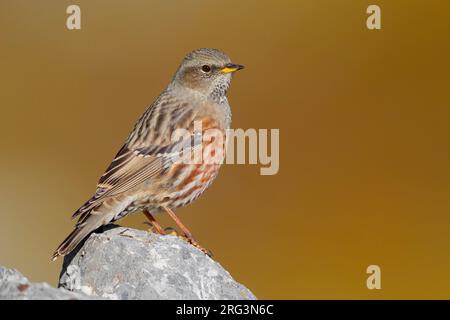 Alpine Accentor (Prunella collaris), vue latérale d'un adulte perché sur un rocher, Trentin-Haut-Adige, Italie Banque D'Images