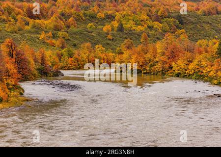 Rivière avec des couleurs d'automne sur des arbres à feuilles caduques au glacier gris dans le parc national Torres del Paine, Chili, Patagonie, Amérique du Sud Banque D'Images