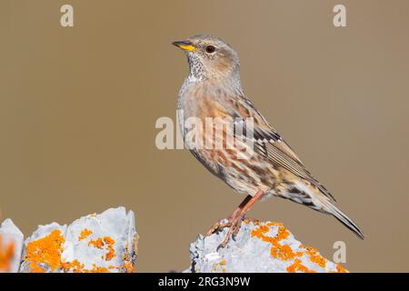 Alpine Accentor (Prunella collaris), vue latérale d'un adulte perché sur un rocher, Trentin-Haut-Adige, Italie Banque D'Images